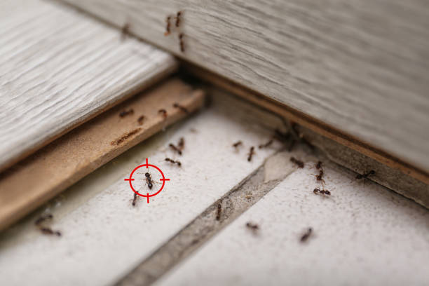 Best Pest Prevention Services  in Brock Hall, MD