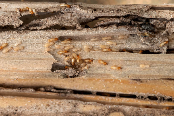 Best Spider Control Near Me  in Brock Hall, MD